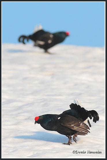 parade de tétras lyres